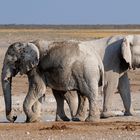 Die weißen Elephanten von Namibia