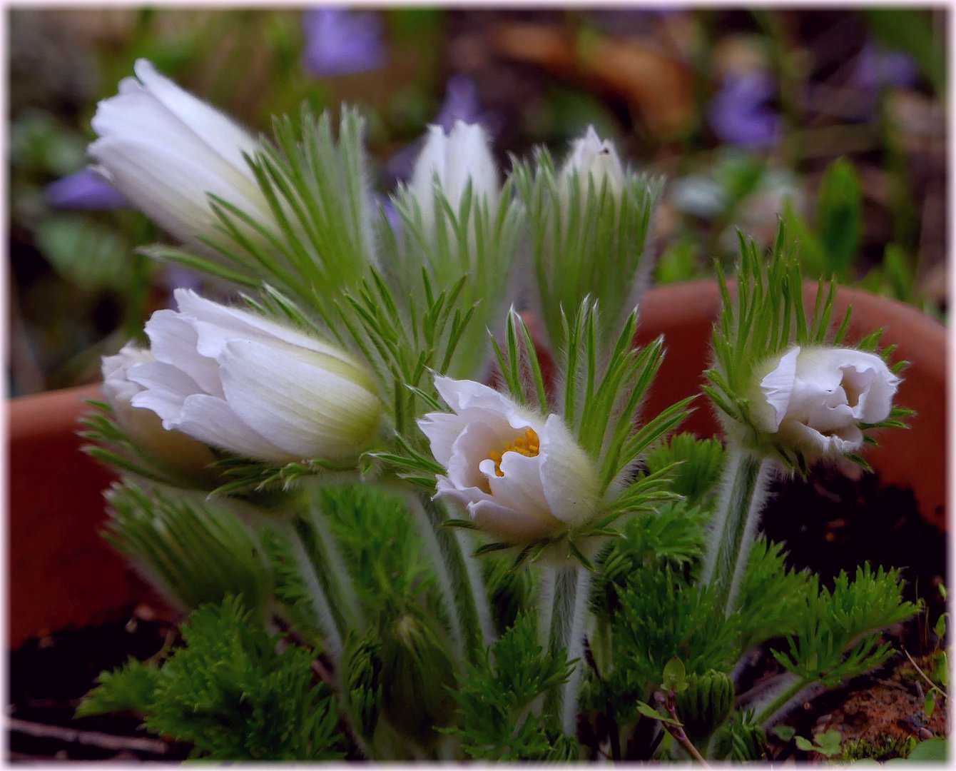 Die "Weißen" im Garten 