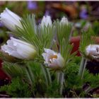 Die "Weißen" im Garten 