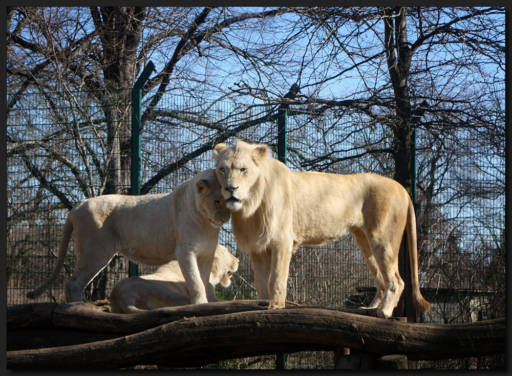...Die weißen Löwen...