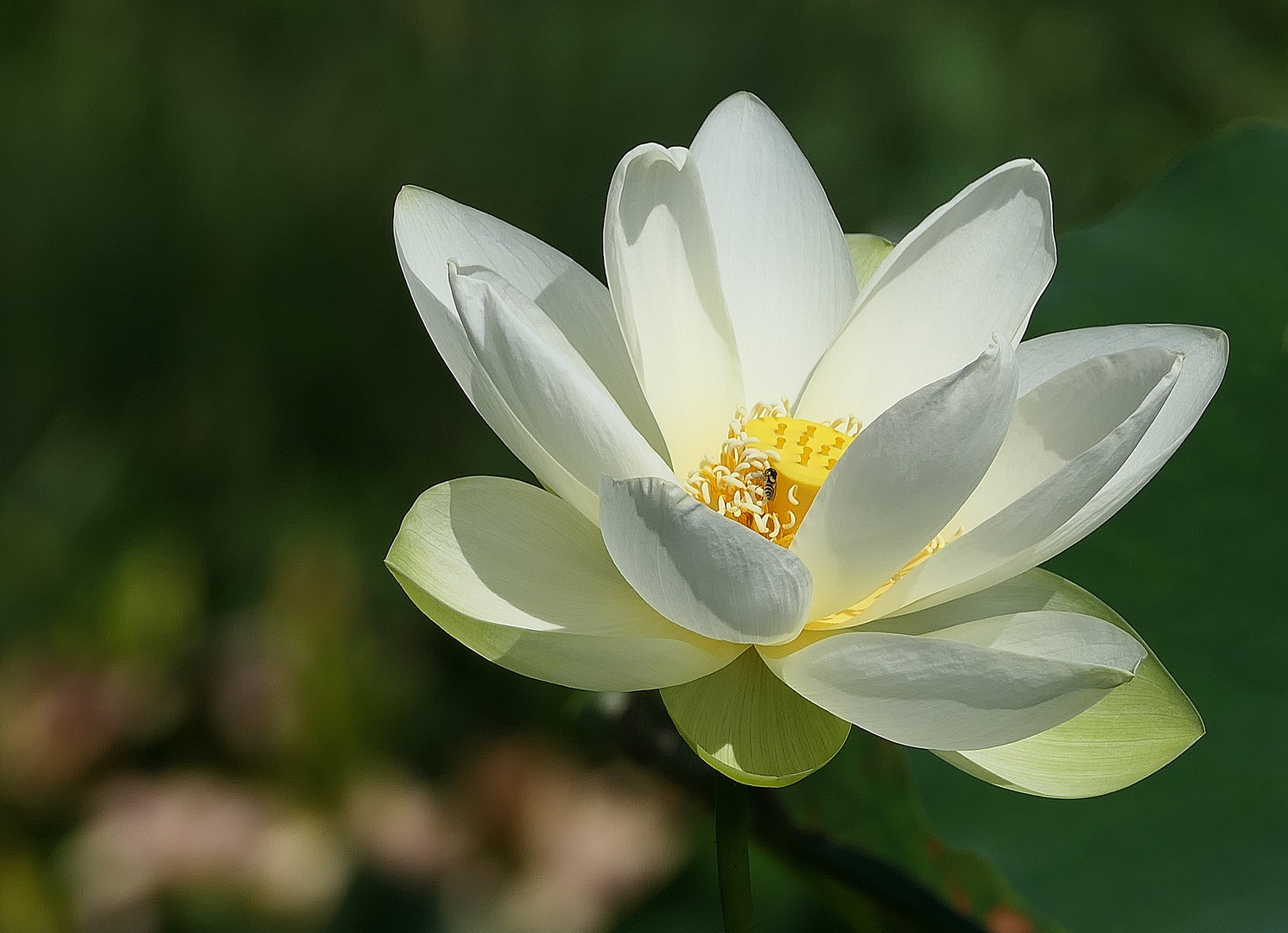 Die weißen Lotosblumen . . .