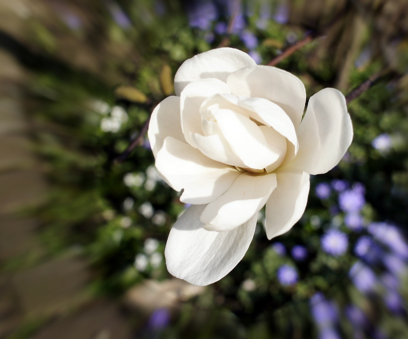 die weißen Magnolien kommen hier zuerst 