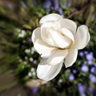 die weißen Magnolien kommen hier zuerst 