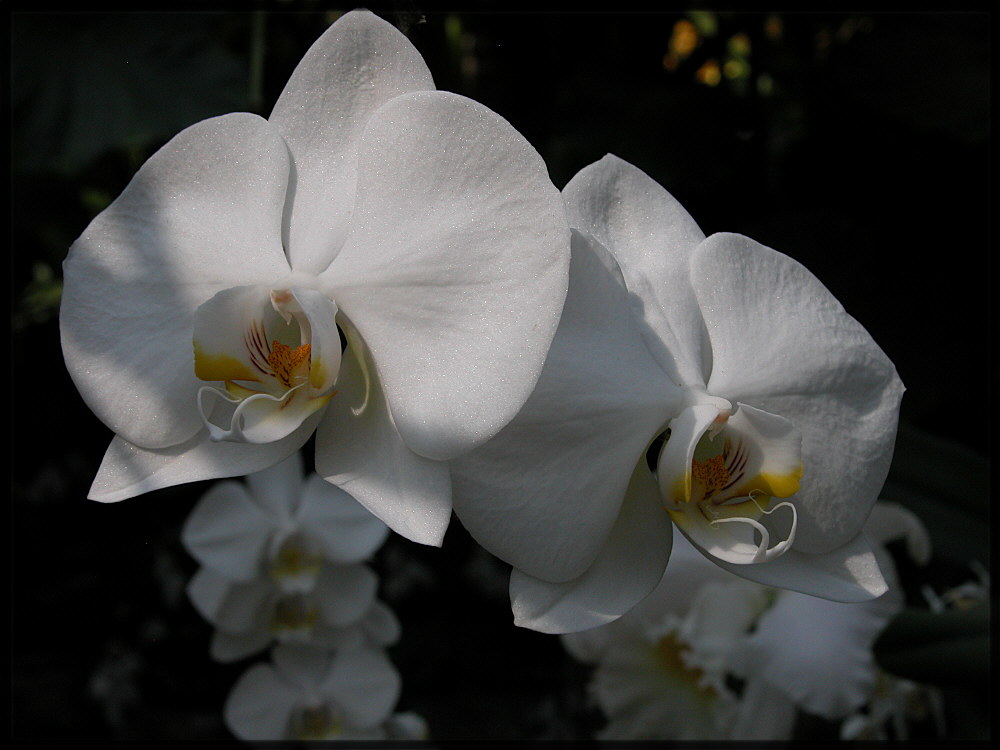 die weißen Orchideen der Mainau