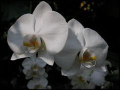 die weißen Orchideen der Mainau