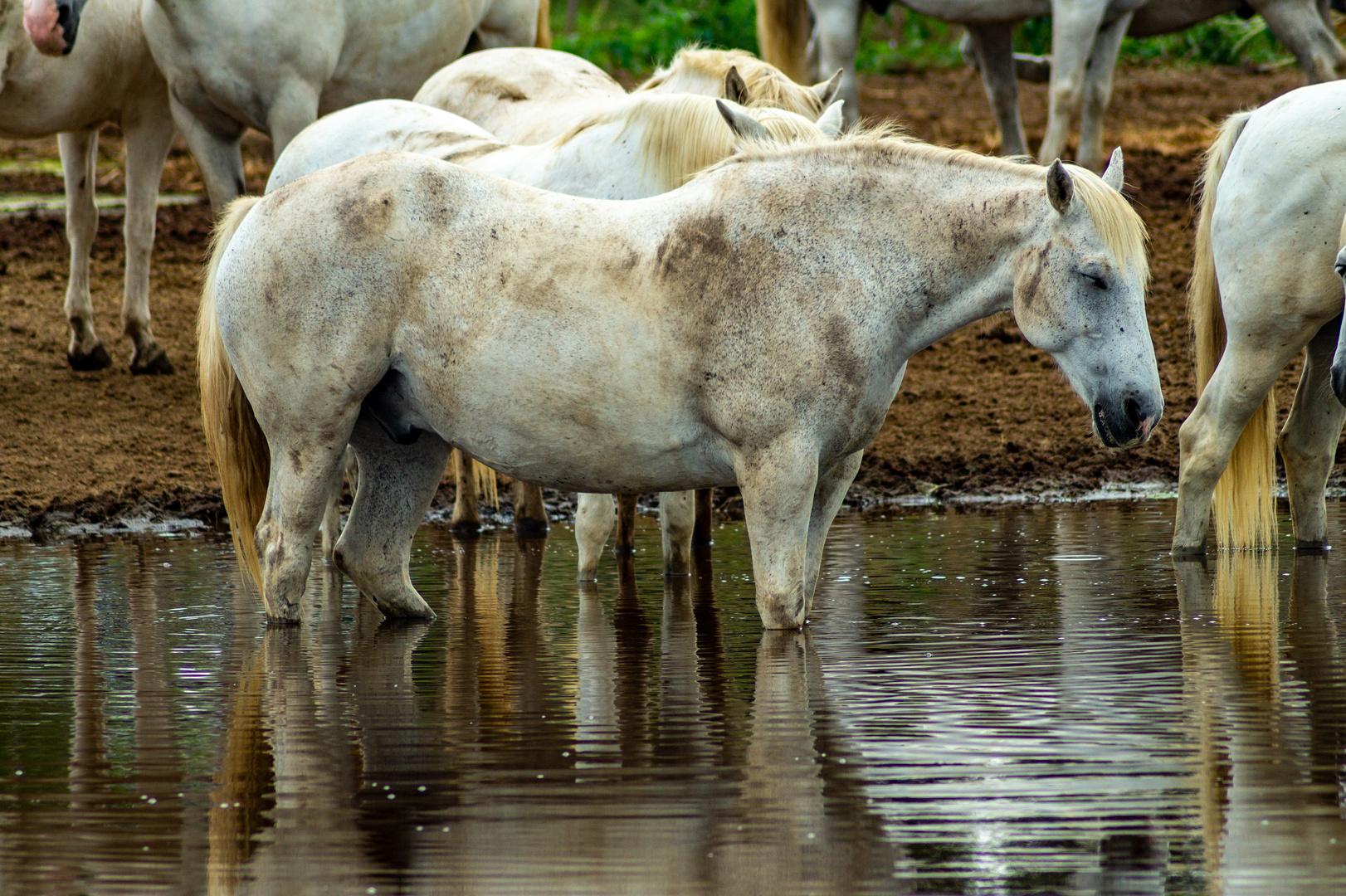 Die weißen Pferde der Camargue (2)