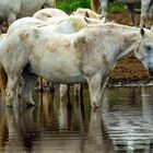 Die weißen Pferde der Camargue (2)