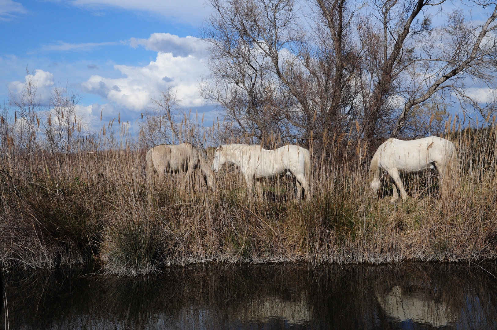 Die weißen Pferde der Camargue