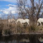 Die weißen Pferde der Camargue