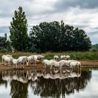 Die weißen Pferde der Camargue