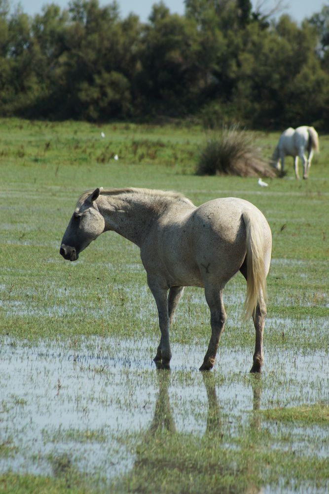 Die weissen Pferde der Camargue