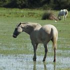 Die weissen Pferde der Camargue