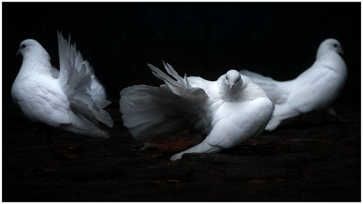 Die weißen Tauben sind müde...
