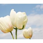 die weißen Tulpen