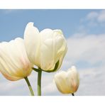 die weißen Tulpen
