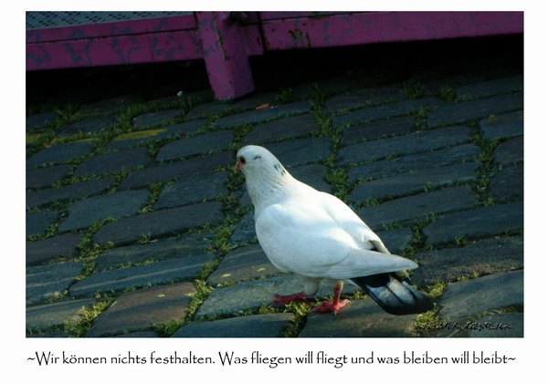 ...die weißeste Taube der Welt...^^
