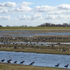 Die Weißwangengänse (Branta leucopsis)