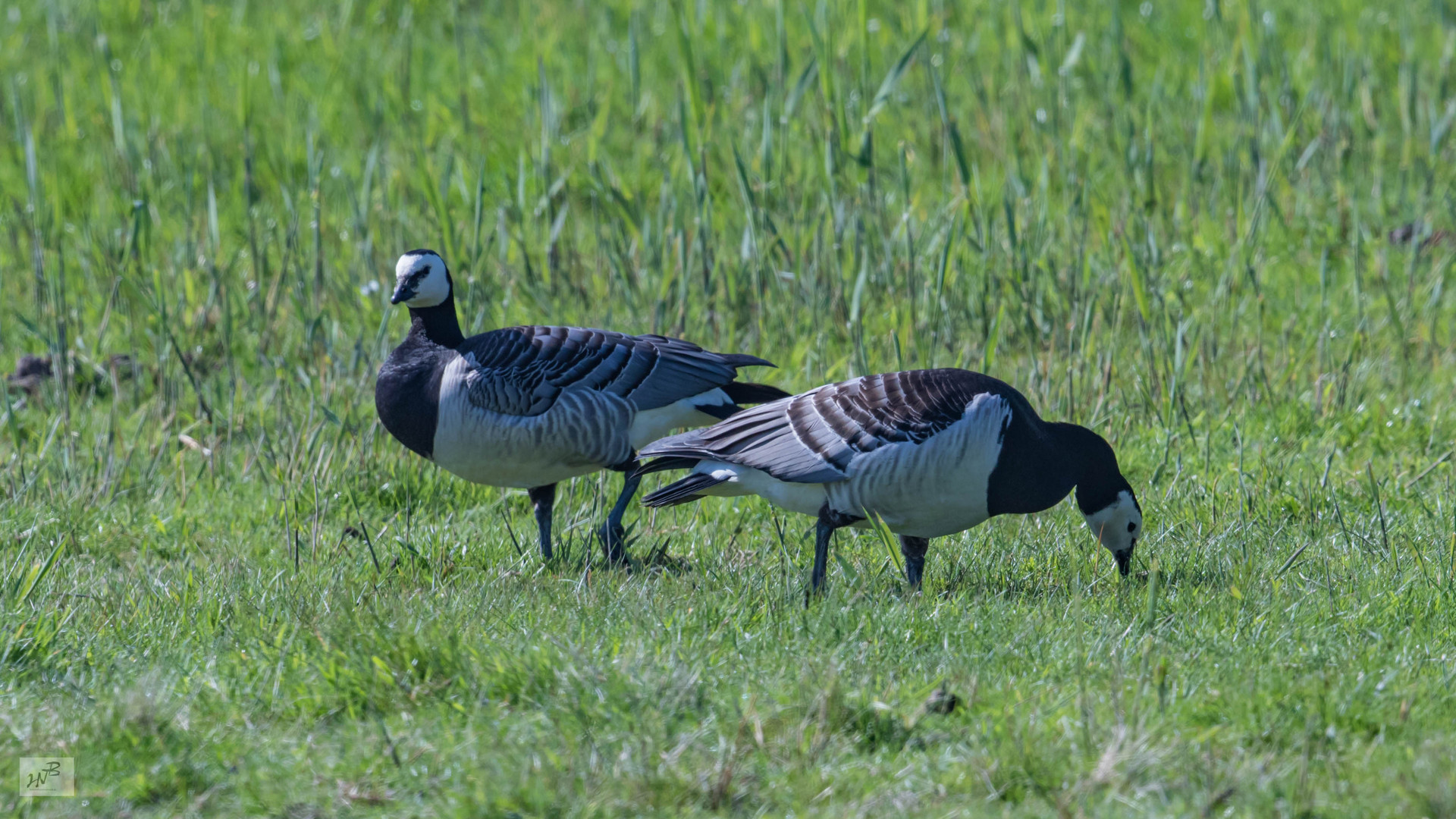 Die Weißwangengans (Brata leucopsis)