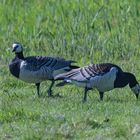 Die Weißwangengans (Brata leucopsis)