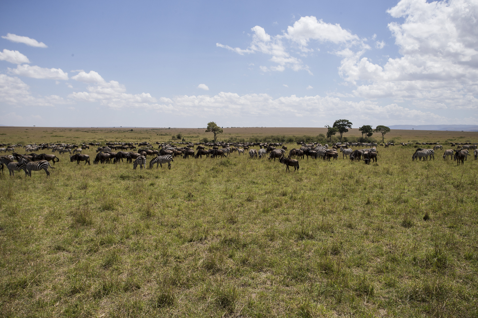 Die Weite der MASAI MARA