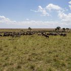 Die Weite der MASAI MARA