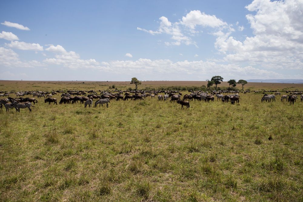 Die Weite der MASAI MARA