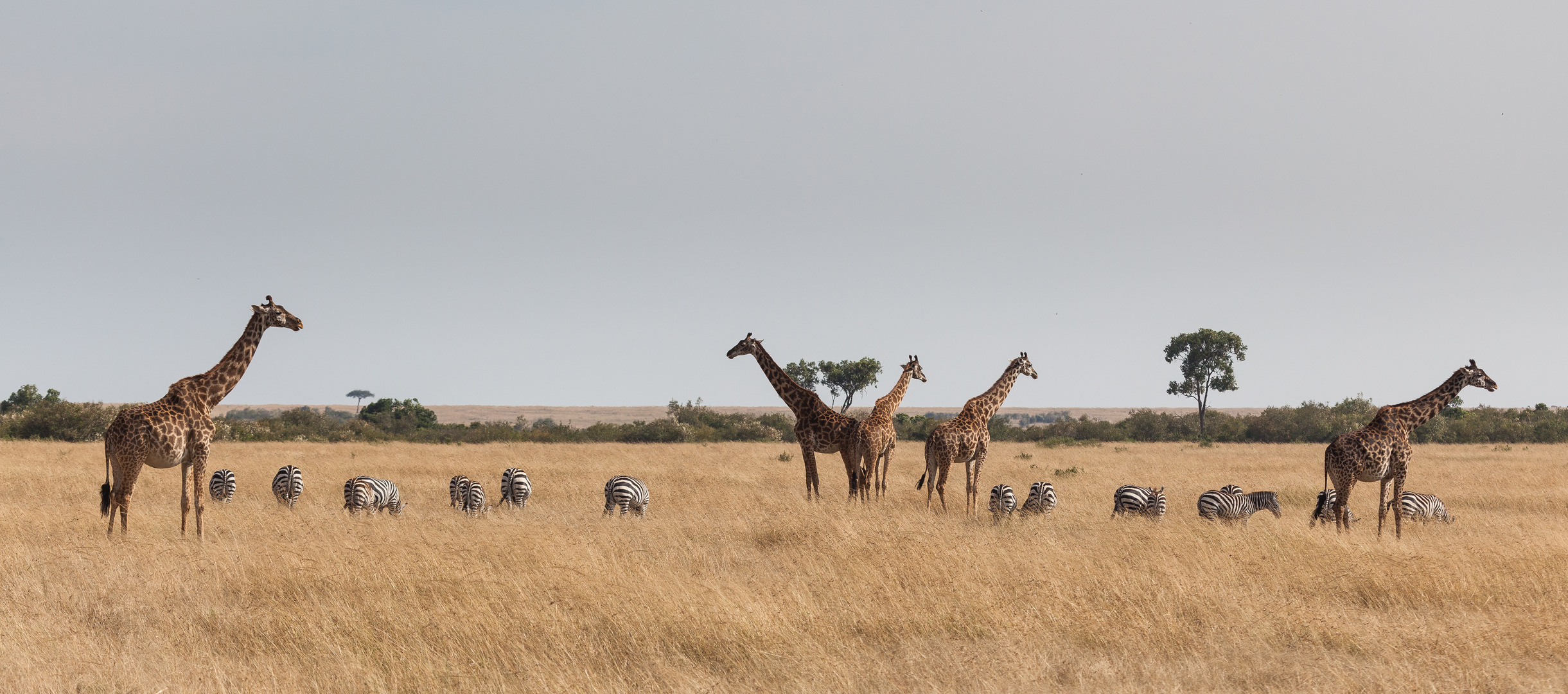 Die Weite der MasaiMara...