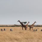 Die Weite der MasaiMara...