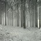 Die Weite des Winterwaldes