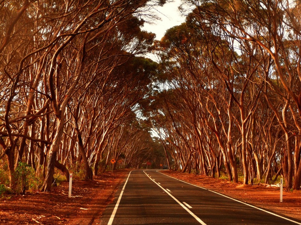 Die weiten Strassen Kangaroo Islands von Simon Selbach 