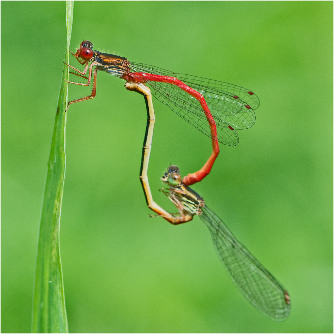 Die Weitergabe der Gene bei der Zarten Rubinjungfer (Ceriagrion tenellum) . . .