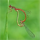 Die Weitergabe der Gene bei der Zarten Rubinjungfer (Ceriagrion tenellum) . . .