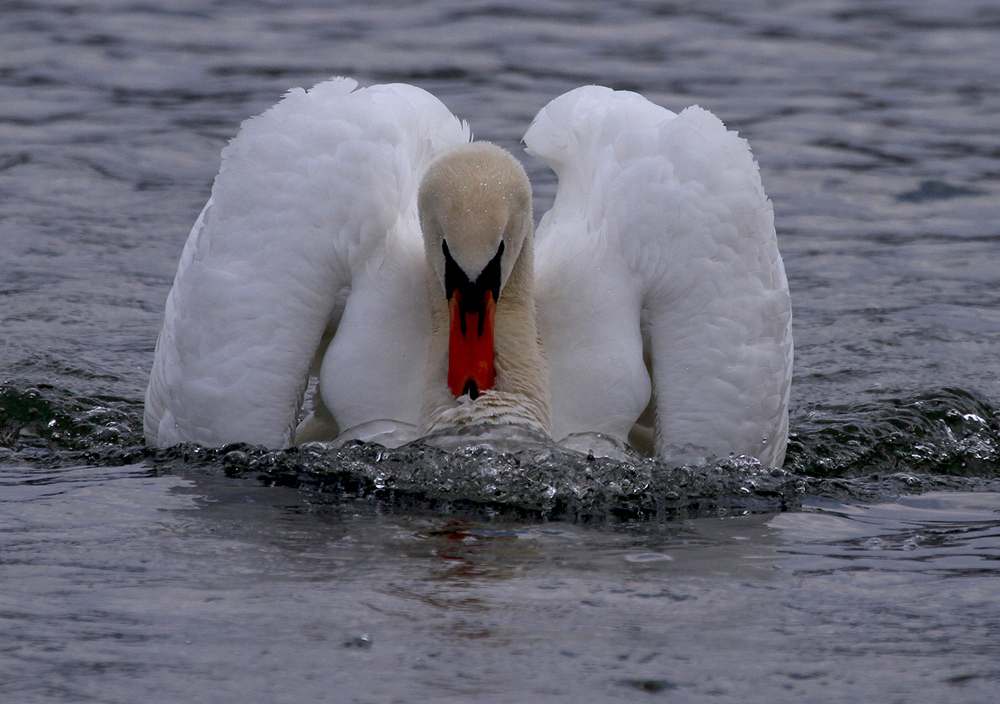 Die Welle....