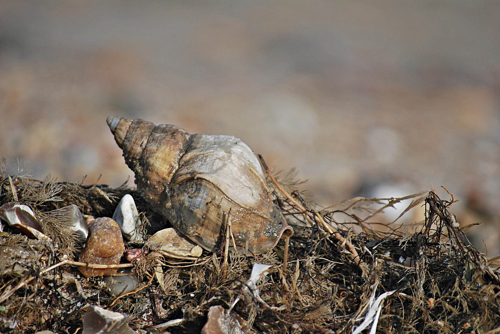 die Wellhornschnecke...