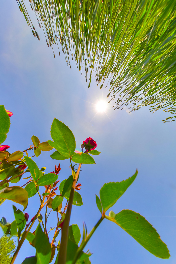 Die Welt aus der Sicht der Rosen!