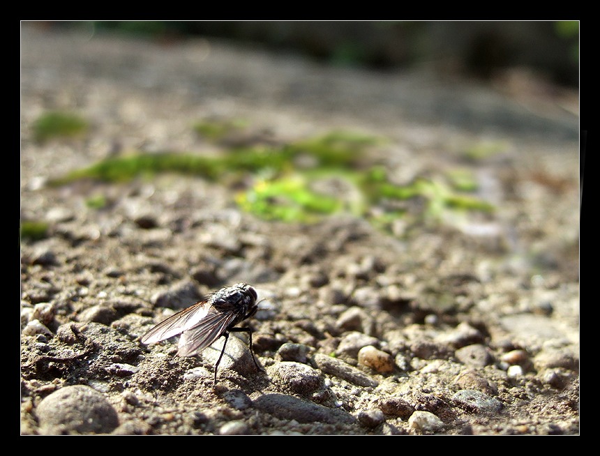 Die Welt aus der Sicht einer Fliege...