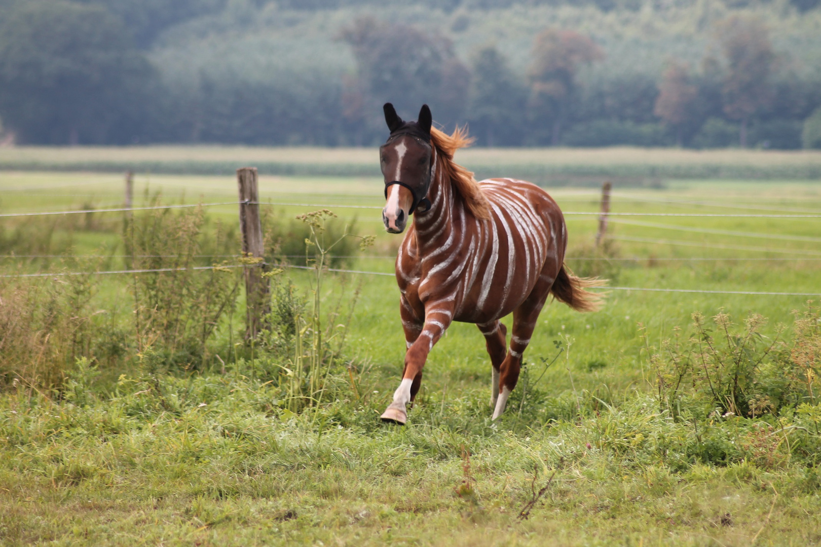 Die Welt aus der Sicht eines "Zebras" :D