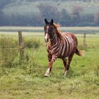 Die Welt aus der Sicht eines "Zebras" :D