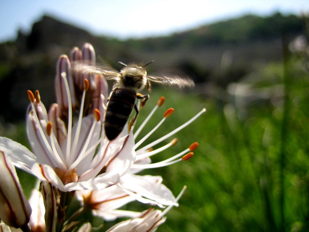 Die Welt der Bienen