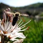 Die Welt der Bienen