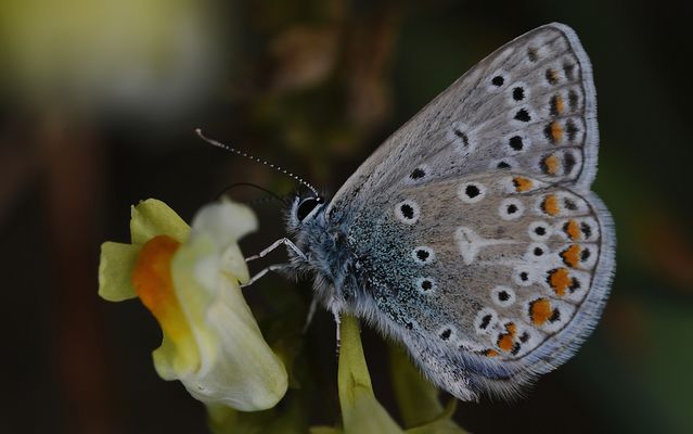 DIE WELT DER BLÄULINGE