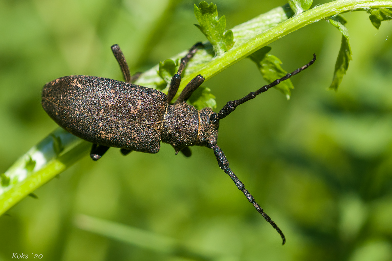 Die Welt der Bockkäfer Foto & Bild makro, natur, insekten Bilder auf