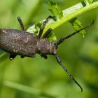 Die Welt der Bockkäfer