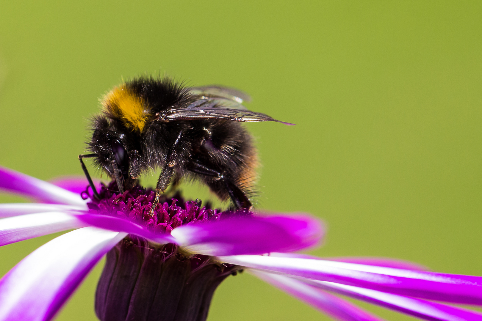 Die Welt der Hummel