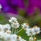 Die Welt der kleinen Dinge: Herbstblüten