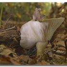 Die Welt der Pilze: ( 2 ) Graugrüner Milchling (Lactarius blennius)
