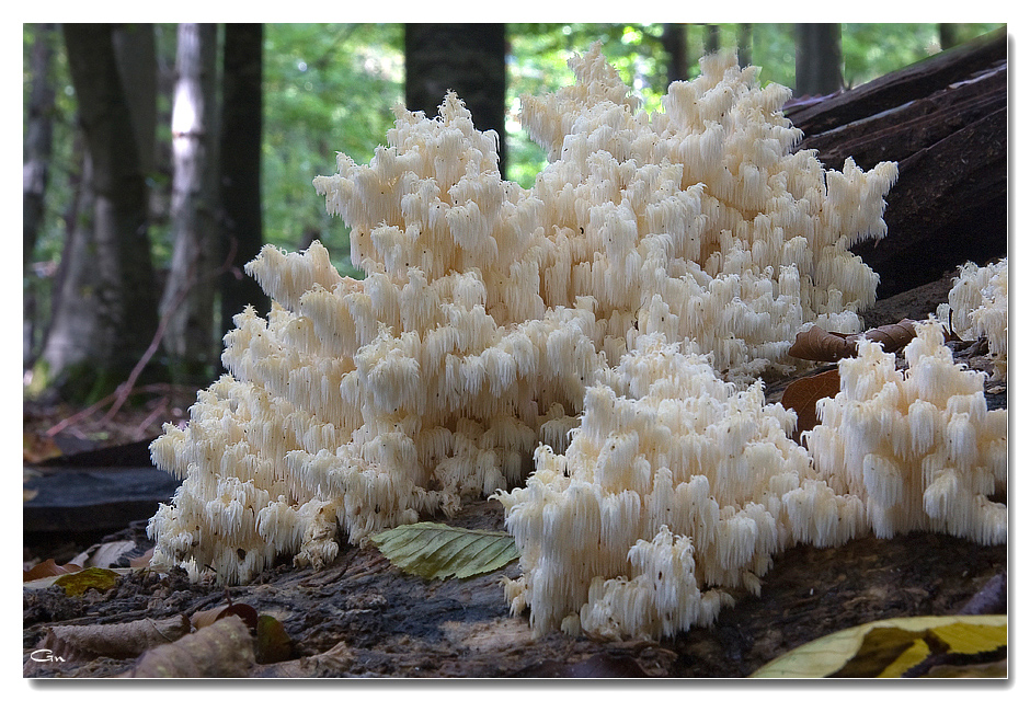 Die Welt der Pilze: Ästiger Stachelbart