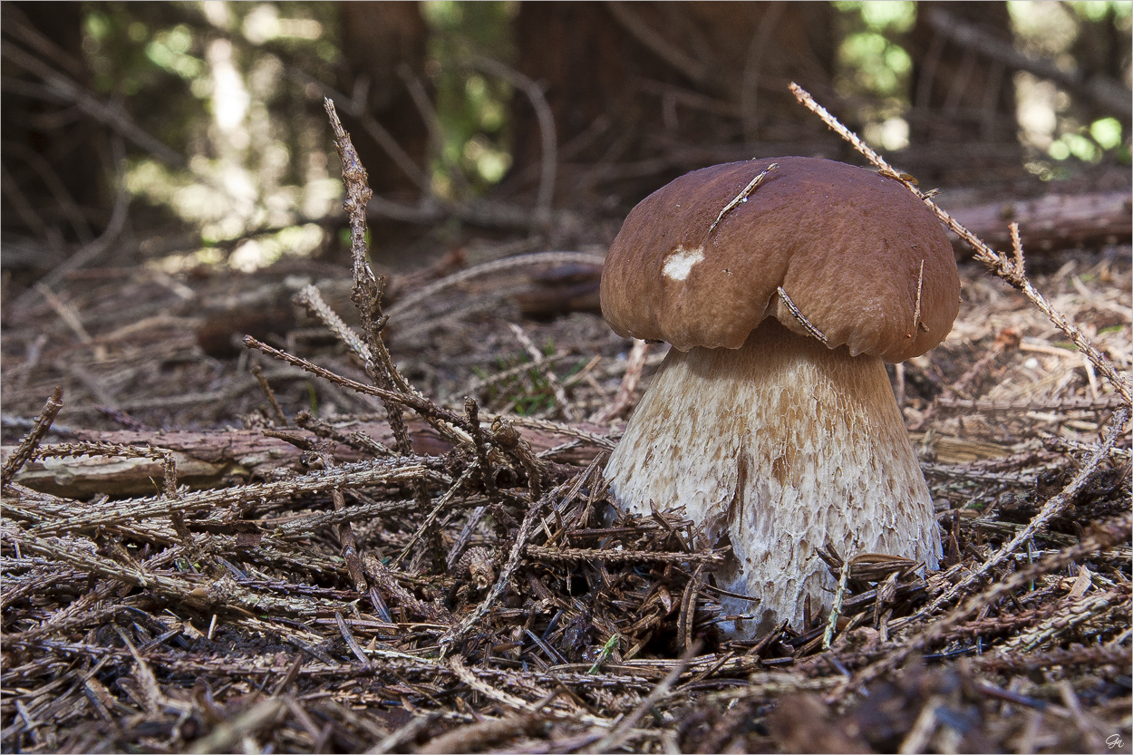 Die Welt der Pilze: Der Lieblingspilz