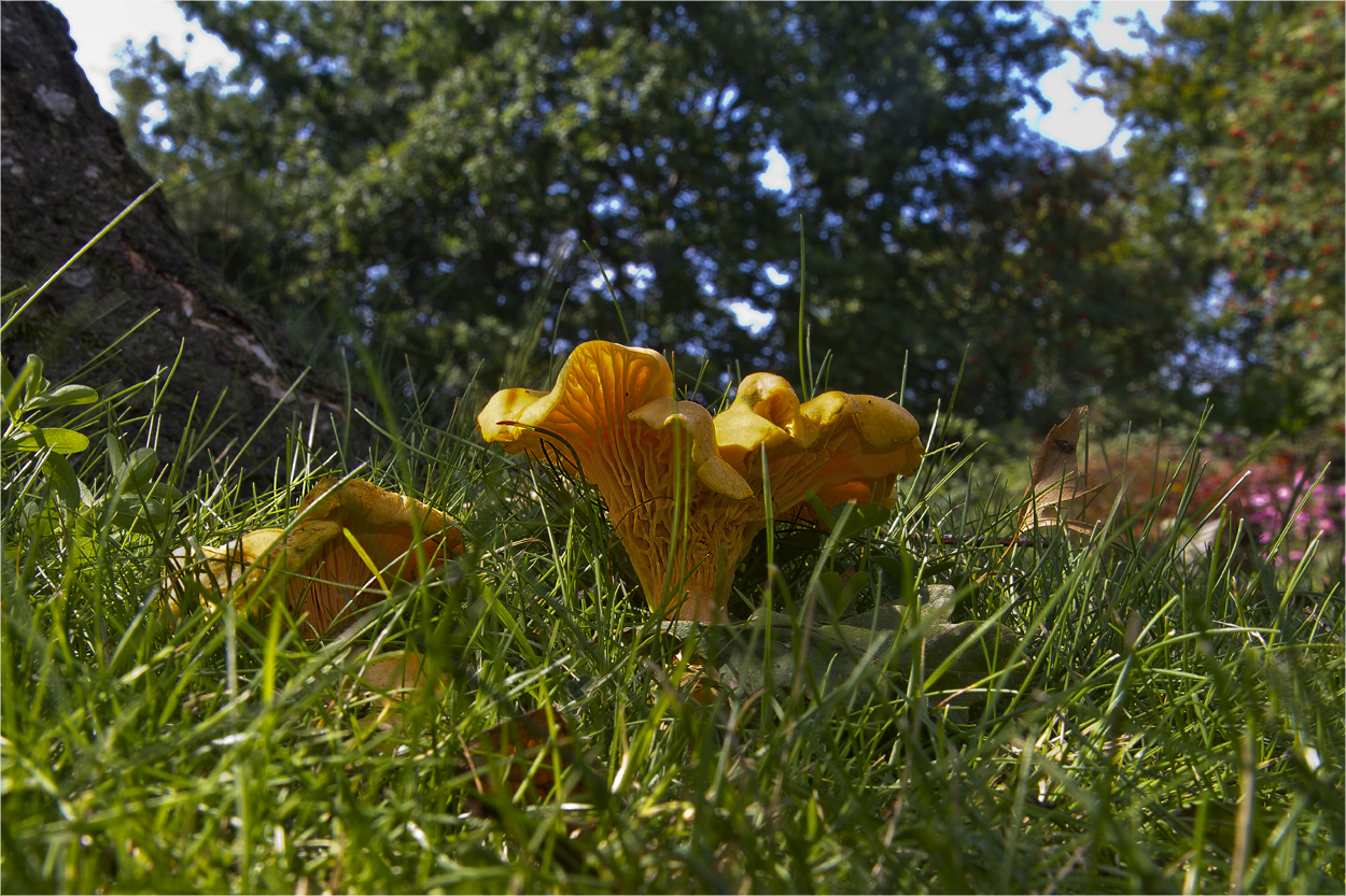 Die Welt der Pilze: Eierschwämmli