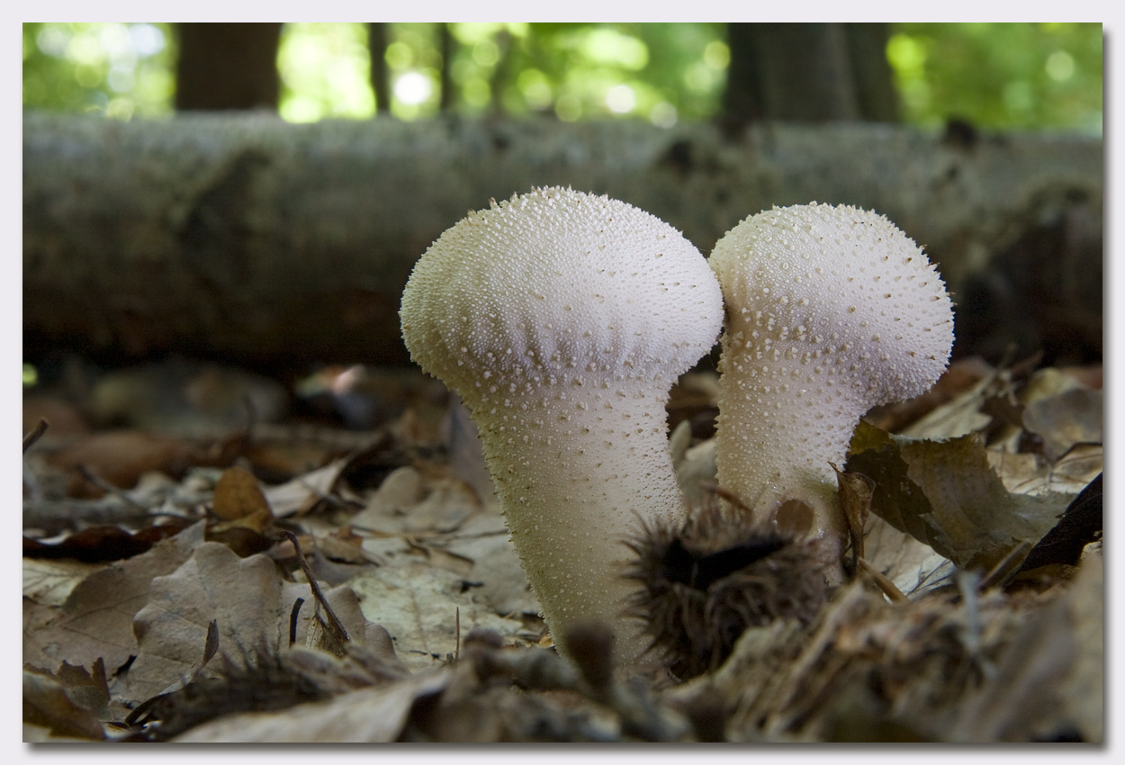 Die Welt der Pilze: Flaschenstäubling